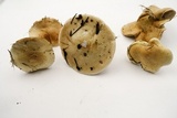 Hebeloma crustuliniforme image