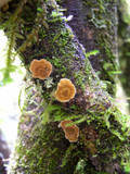 Stereum ochraceoflavum image