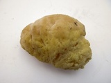Hericium abietis image