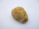Hericium abietis image