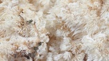 Hericium abietis image