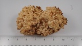 Hericium abietis image