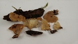 Hohenbuehelia petaloides image