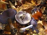 Cortinarius velicopia image