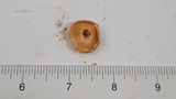 Hydnum oregonense image