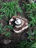 Agaricus lilaceps image