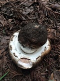 Agaricus lilaceps image