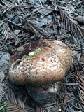 Agaricus lilaceps image