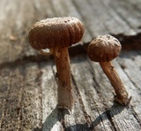 Heliocybe sulcata image
