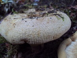 Paxillus involutus image