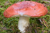 Russula emetica image