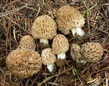 Morchella snyderi image