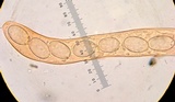 Morchella snyderi image