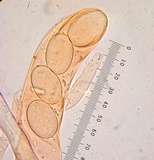 Morchella snyderi image