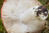 Russula emetica image