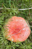 Russula emetica image