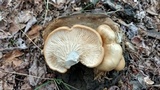 Pleurotus populinus image