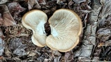 Pleurotus populinus image