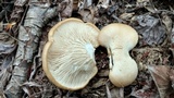 Pleurotus populinus image