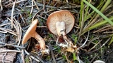 Clitocybe albirhiza image