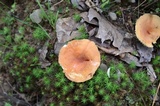 Lactifluus hygrophoroides image