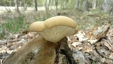 Pleurotus populinus image