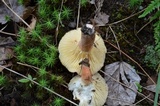 Lactifluus hygrophoroides image