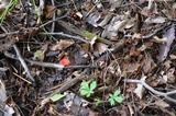Sarcoscypha occidentalis image