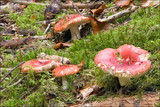 Russula emetica image