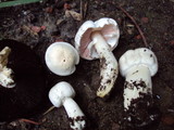 Agaricus californicus image