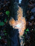 Fusicolla merismoides image