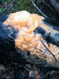 Fusicolla merismoides image