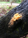 Fusicolla merismoides image