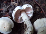Agaricus californicus image