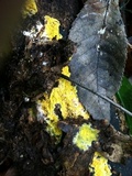 Trichoderma sulphureum image