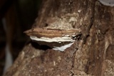 Ganoderma lobatum image
