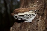 Ganoderma lobatum image