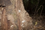 Ganoderma lobatum image