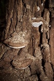 Ganoderma lobatum image