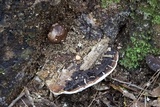 Ganoderma lobatum image