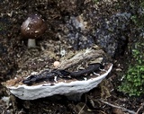 Ganoderma lobatum image