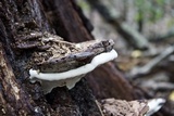 Ganoderma lobatum image