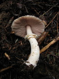 Agaricus moelleri image