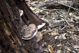 Ganoderma lobatum image