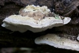 Trametes cubensis image