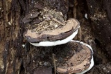 Ganoderma lobatum image
