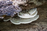 Trametes cubensis image