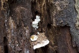 Ganoderma lobatum image