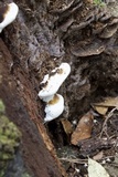 Ganoderma lobatum image