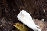 Ganoderma lobatum image